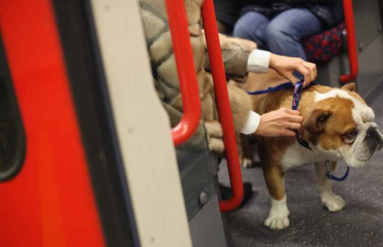 Zijn honden toegestaan ​​op metro's met de metro van Londen? / Engeland