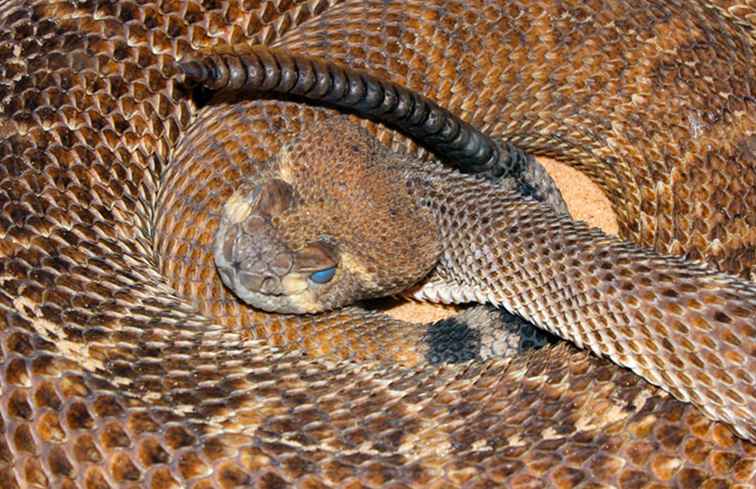 Arizona Rattlesnakes Slithering Around Town / Arizona