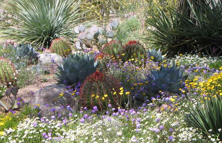 L'Arizona Wildflowers dipinge un panorama colorato nel deserto di Sonora / Arizona