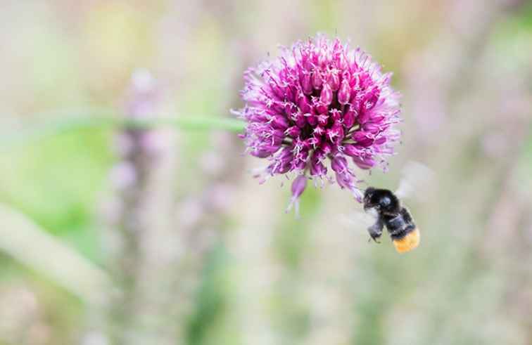 Atlanta's Pollen Count Een gids voor het behandelen van lenteallergieën / Georgië