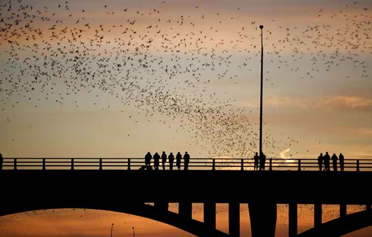 Austin's Bat Bridge Een bezichtigingsgids / Texas