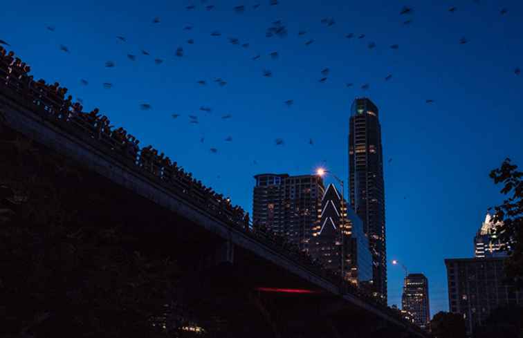 Austin's Bizarre - Mais Ubiquitous - Les chauves-souris / Texas