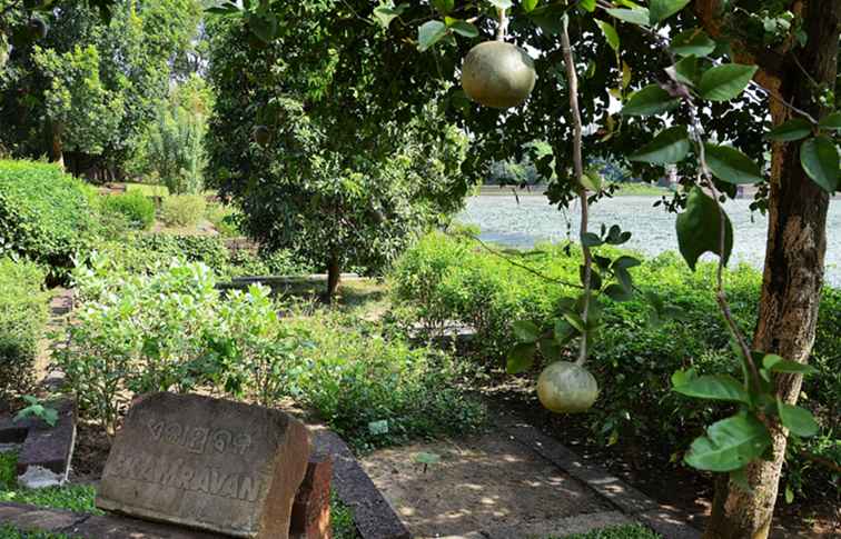 Bhubaneshwar's Opmerkelijke Ekamravan Medicinal Plant Garden