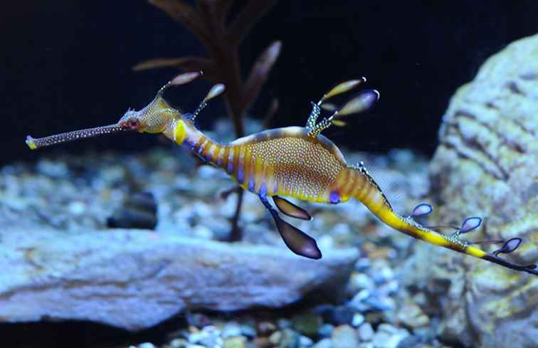 Birch Aquarium / Californië