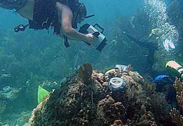 Guida turistica del Parco nazionale di Biscayne / Florida