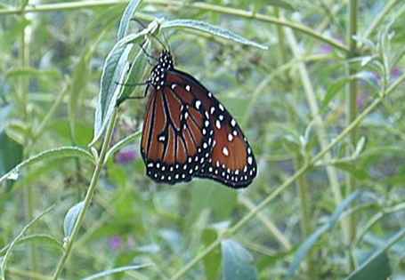 Schmetterlinge in Albuquerque Botanic Gardens / New-Mexiko