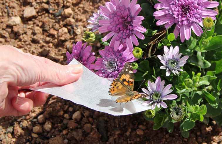 Schmetterlinge im Wüsten-botanischen Garten / Arizona