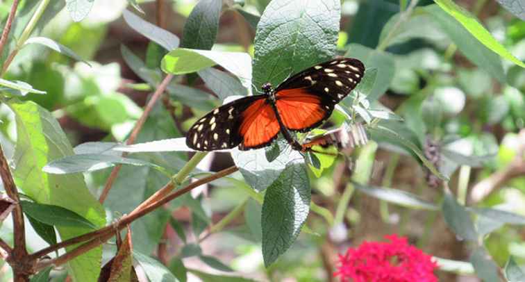 Butterfly World / Florida