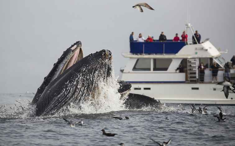 California Whale Watching / California