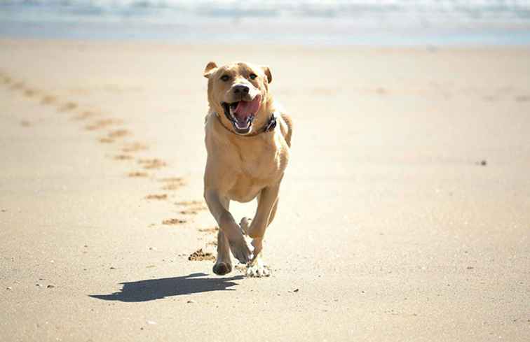 Canova Beach Dog Park / florida