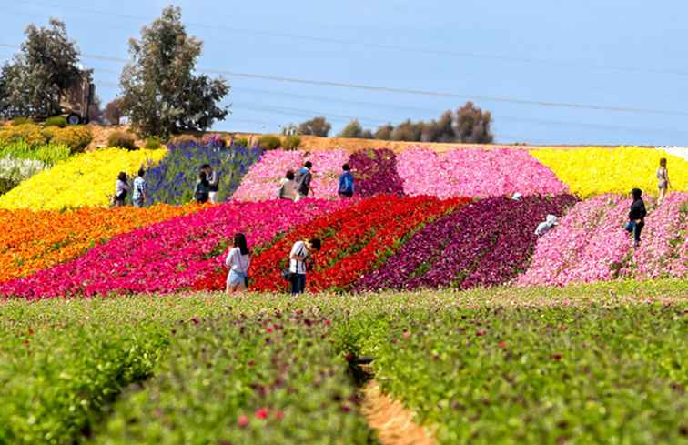 Campi di fiori di Carlsbad / California