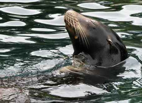 Central Park Zoo en Tisch Children's Zoo / New York