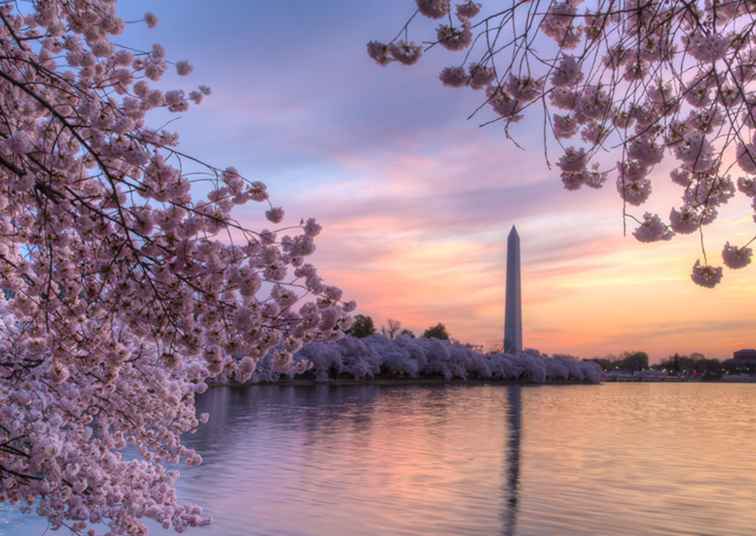 Cherry Blossom Festival Transport Guide / Washington, D.C..