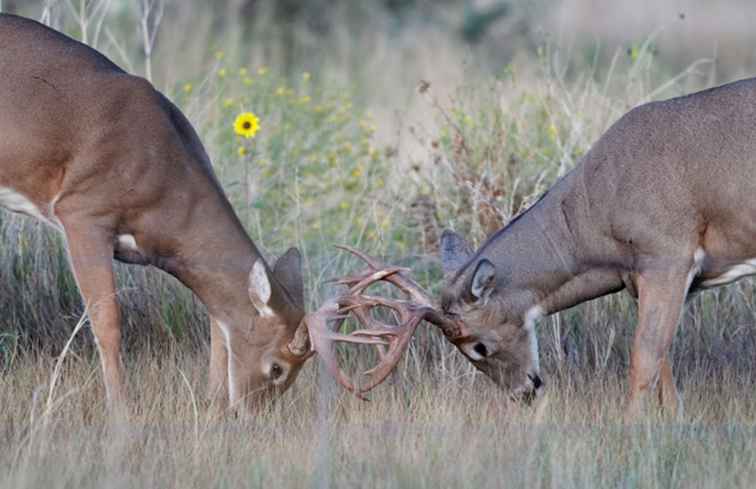 Cherry Creek State Park Le guide complet / Colorado