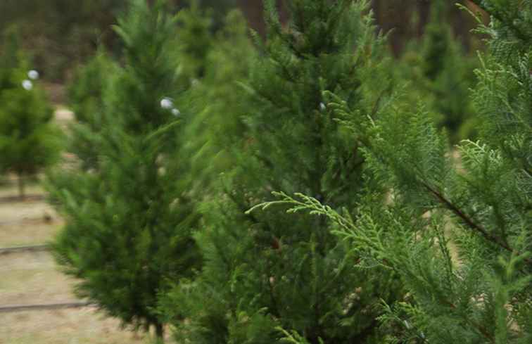 Fattorie di alberi di Natale nella contea di Washington occidentale / Washington