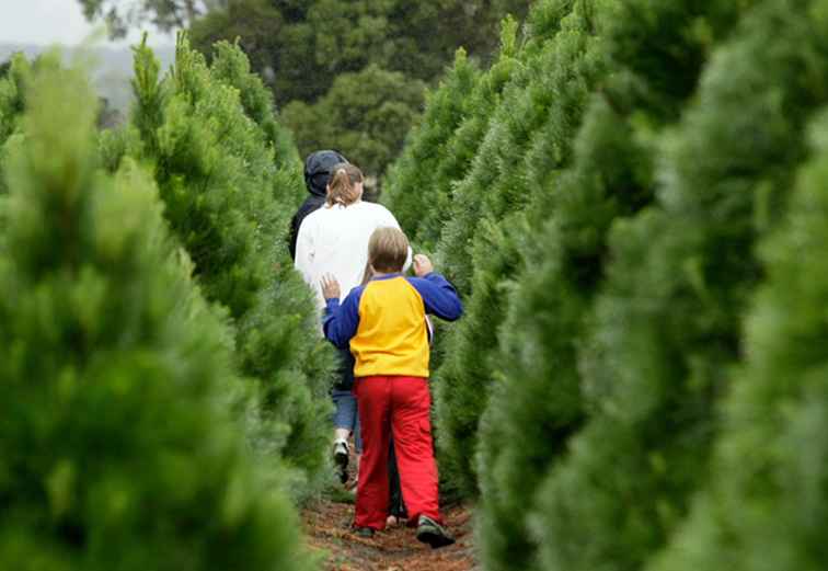 Aziende agricole dell'albero di Natale vicino a Washington DC / Washington DC.