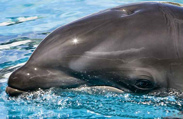 Kommen Sie zu einem Wholphin und ihrer Tochter im Sea Life Park auf Oahu / Hawaii
