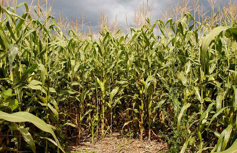 Corn Mazes op Long Island, NY / New York