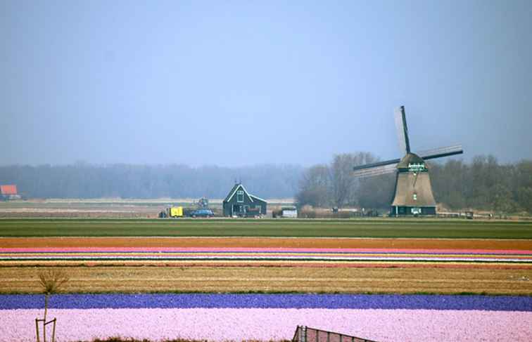 Consigli culturali per fare affari nei Paesi Bassi / Olanda