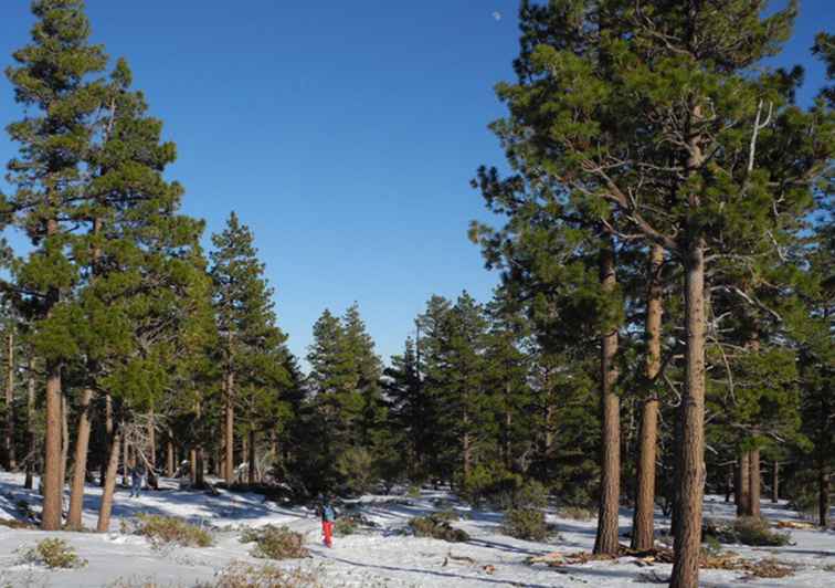 Snijden uw eigen kerstboom in de regio Reno / Tahoe / Nevada