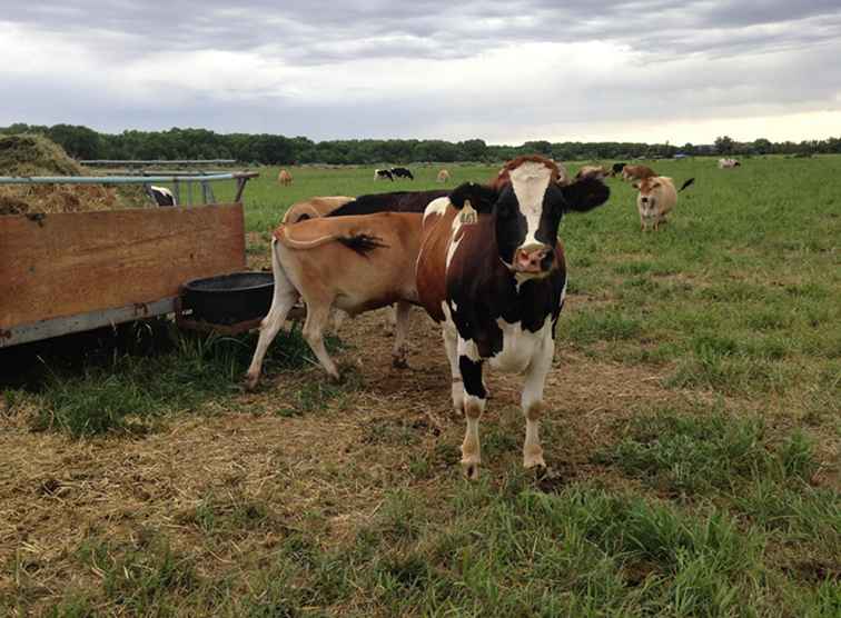 De Smet Dairy beschikt over rauwe melk / New Mexico