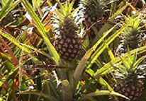 Del Monte för att avsluta ananasproduktionen på Hawaii / Hawaii