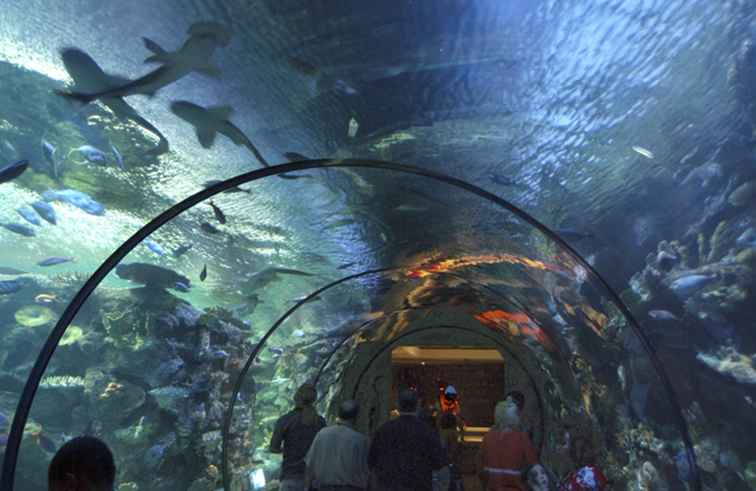 Plonger avec les requins à l'aquarium de requin récif de Mandalay Bay / Nevada