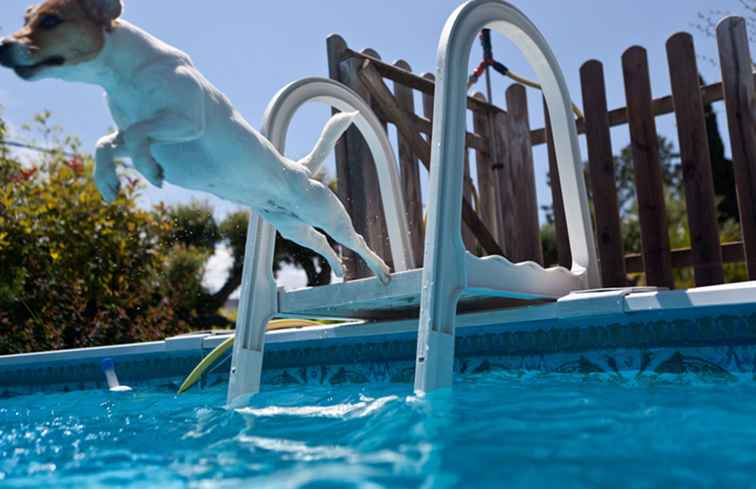 Perros en la piscina ¿Buena idea o mala? / Arizona