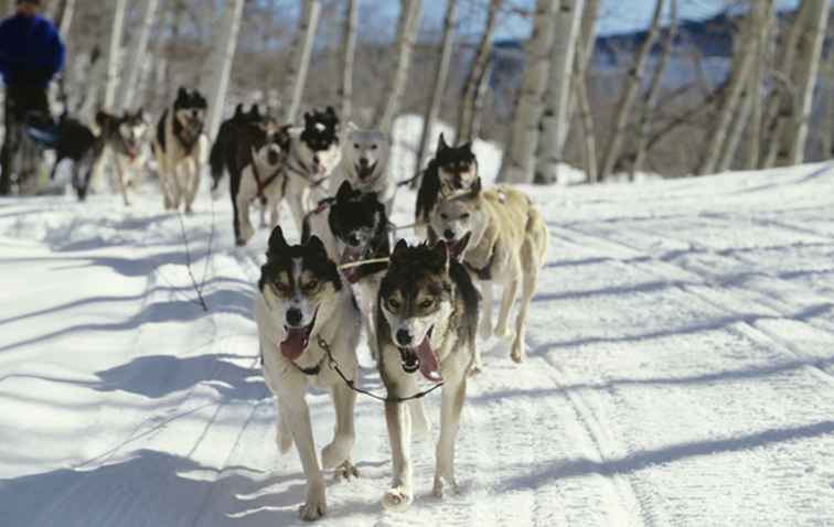 Traîneau à chiens au Colorado Le guide complet / Colorado