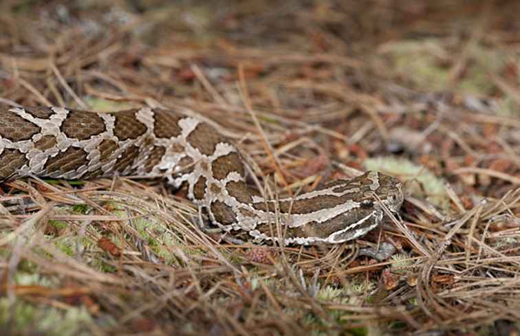 Östliche Massasauga-Klapperschlange in Michigan / Michigan