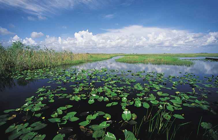 Parque Nacional Everglades, Florida / Florida