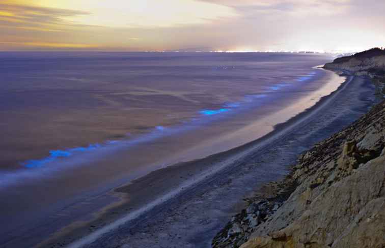 Todo lo que necesitas saber sobre Red Tide en California / California