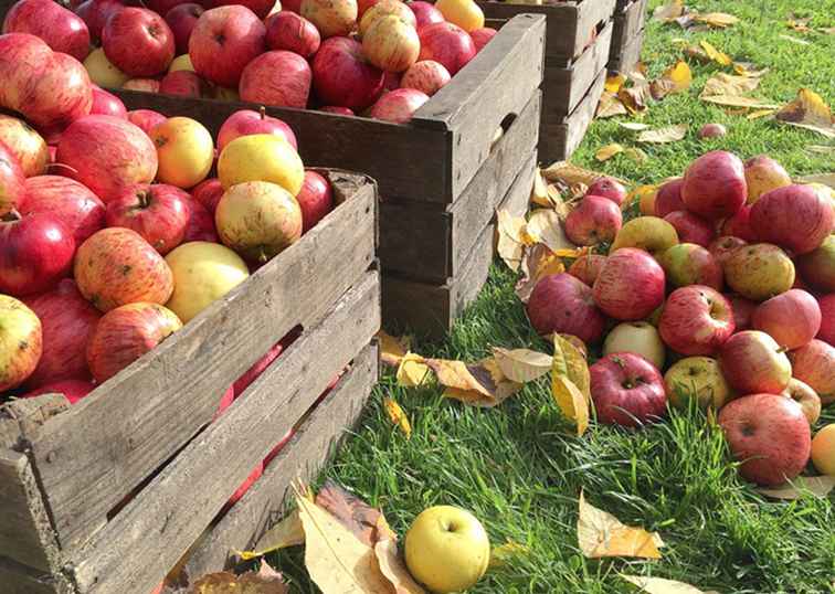 Fall Events presso Apple Hill Farms / California