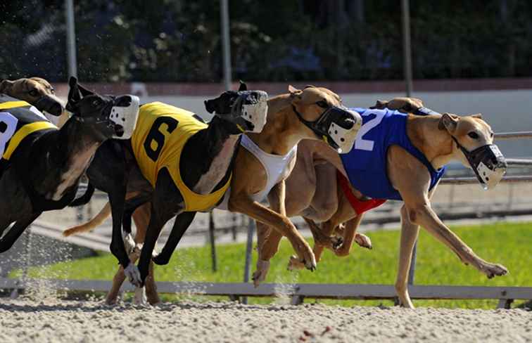 Florida Greyhound Racing / Florida