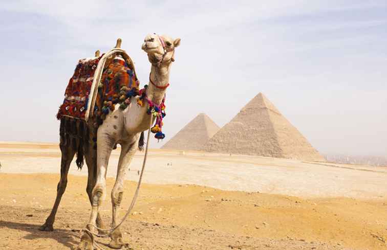 Lustige Fakten über afrikanische Tiere Das Kamel