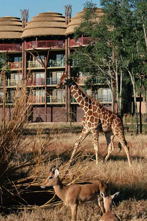 Cómo llegar Transporte del Reino Animal de Disney / Florida