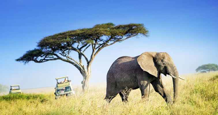 Von der Serengeti in Afrika zur Mara