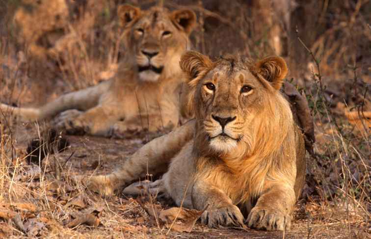 Gir National Park Reisgids en tips / 