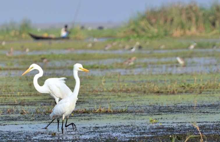 Ir a observar aves en Mangalajodi en el lago Chilika en Odisha / 