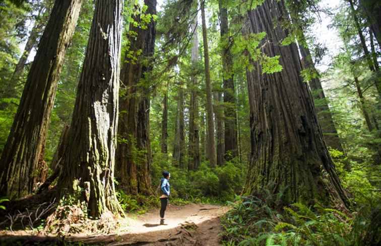 Guide till Redwood National Park, Kalifornien / kalifornien