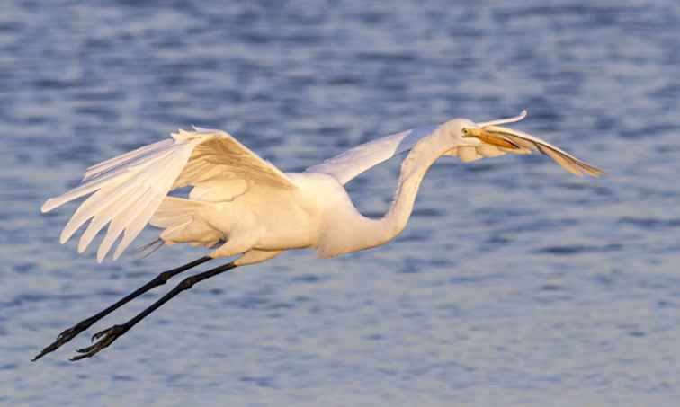 Reigers en zilverreigers in Californië / Californië