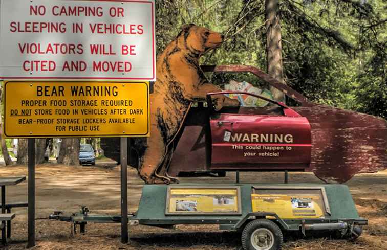 Wie man vor Bären bei Yosemite und Sequoia sicher ist / Kalifornien