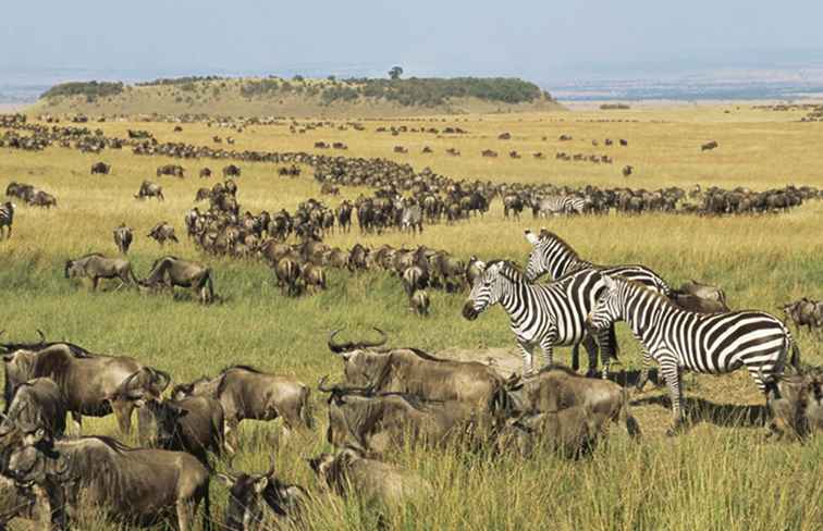 Cómo experimentar la gran migración anual de África oriental / Kenia