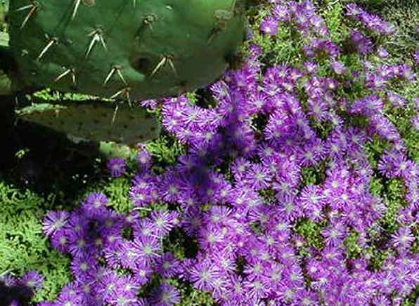 Comment faire pousser des fleurs sauvages / Arizona