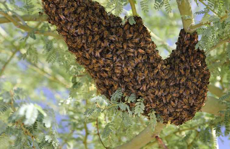Wie man Stiche von Africanized Honigbienen behandelt / Arizona