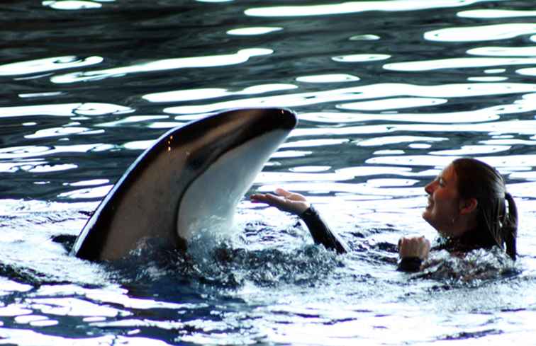 Hur man besöker Shedd Aquarium gratis / Illinois