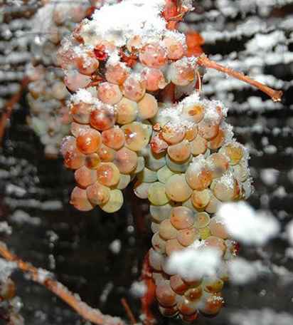 Vini interessanti Ohio Icewine / Ohio