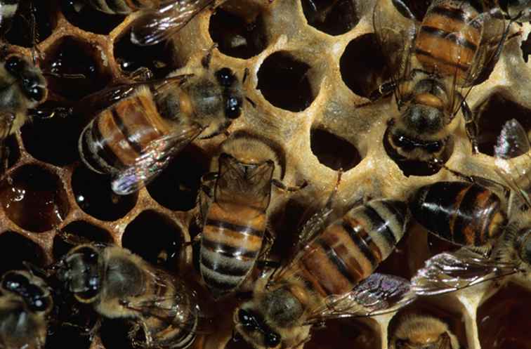 Killer Bees Swarms and Attacks in Arizona / Arizona