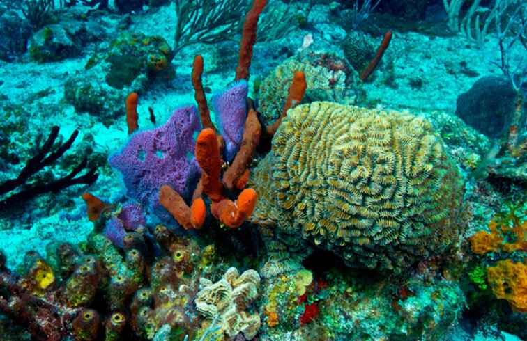 Mesoamerican Barrier Reef / 