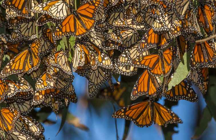 Monarch Butterflies - beste Orte, um sie in Kalifornien zu sehen / Kalifornien